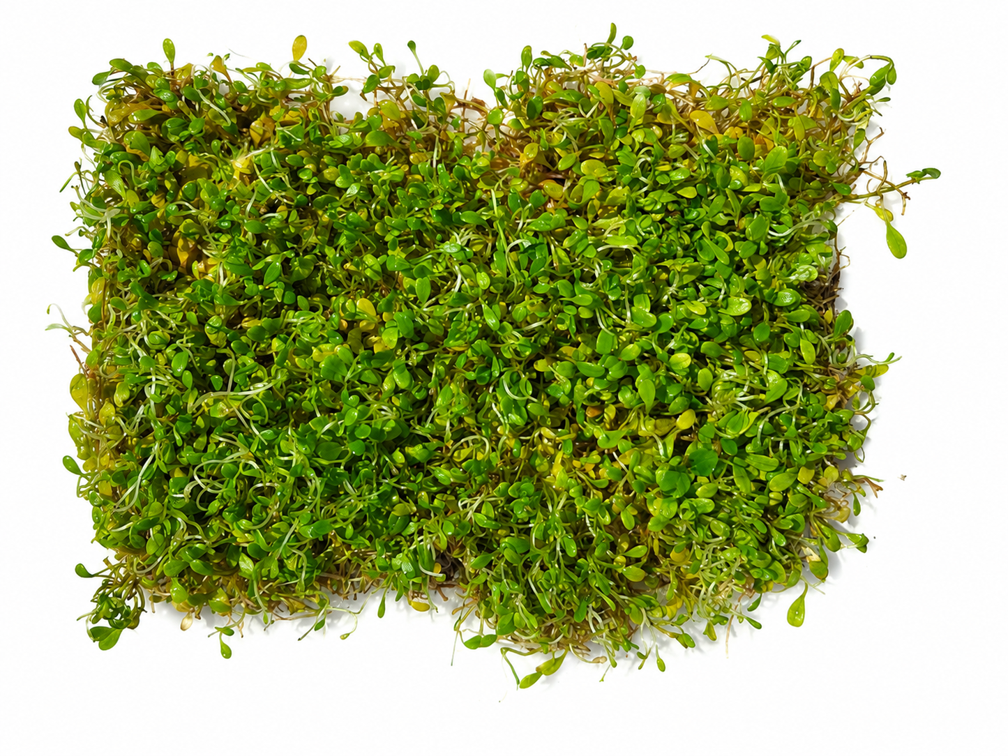 Glossostigma Elatinoides Mat – Live Aquarium Carpeting Plant