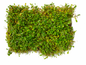 Glossostigma Elatinoides Mat – Live Aquarium Carpeting Plant