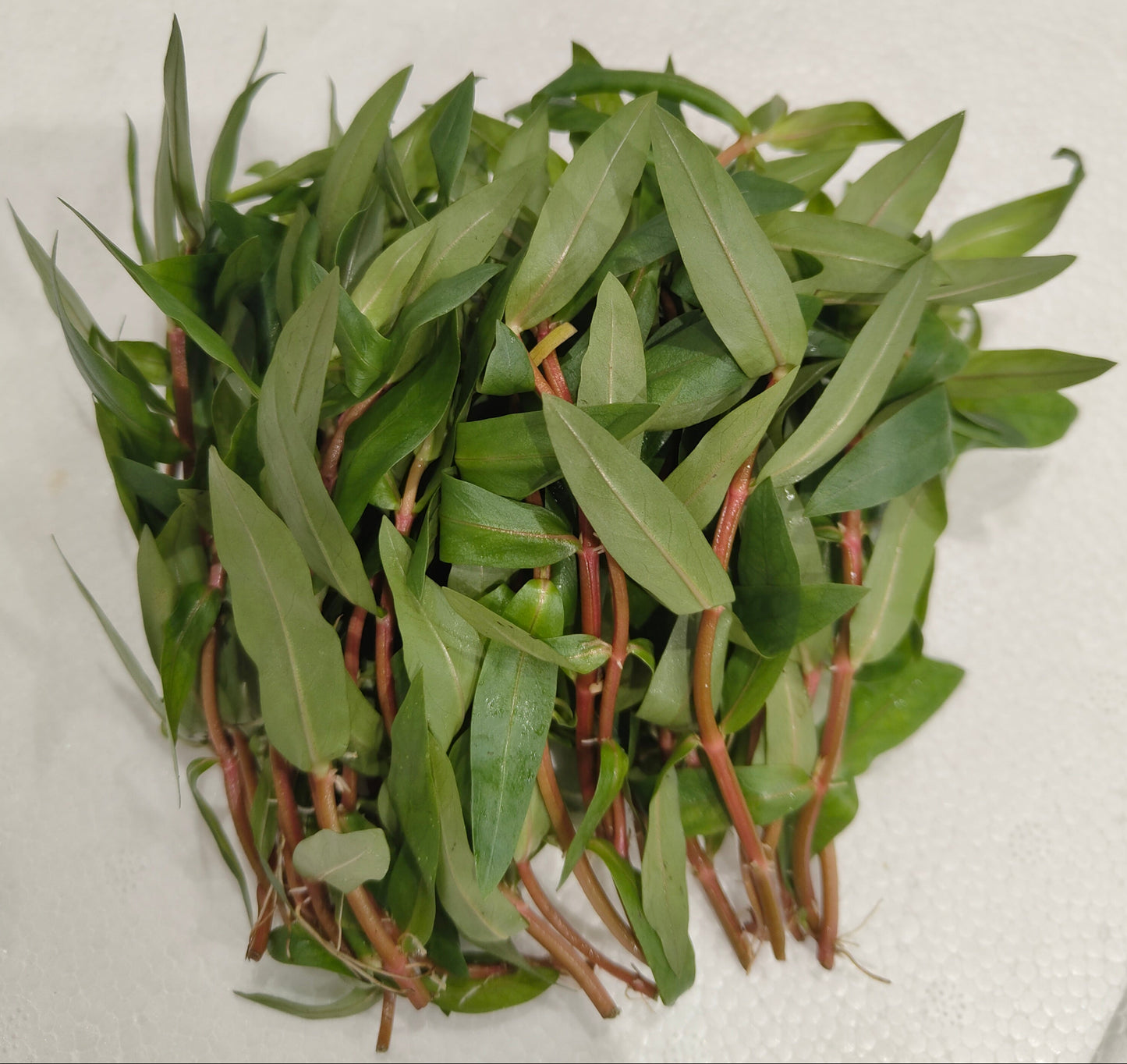 5 x Red Ammannia Nesaea Crassicaulis - RARE Live Aquarium Tropical Fish tank Plants