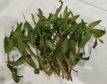 5 x Red Ammannia Nesaea Crassicaulis - RARE Live Aquarium Tropical Fish tank Plants