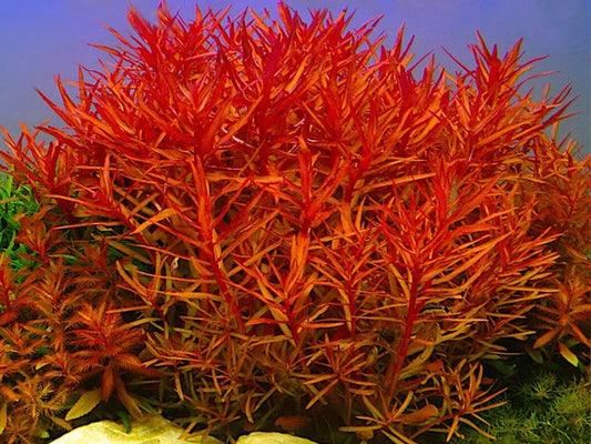 7 x RED NESAEA CRASSICAULIS - RARE Live Aquarium Tropical Fish tank Plants