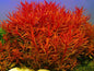 5 x Red Ammannia Nesaea Crassicaulis - RARE Live Aquarium Tropical Fish tank Plants