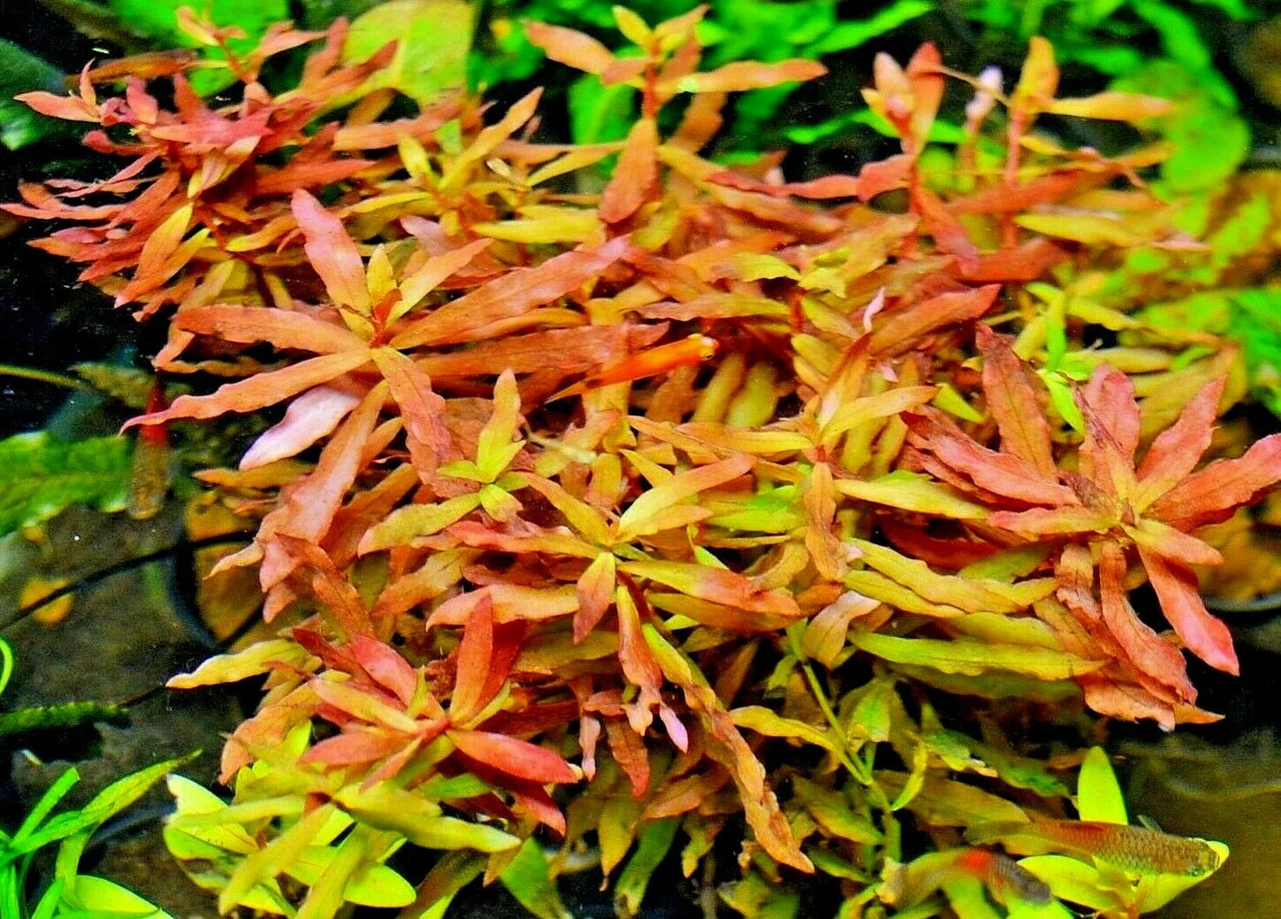 5 x Red Ammannia Nesaea Crassicaulis - RARE Live Aquarium Tropical Fish tank Plants