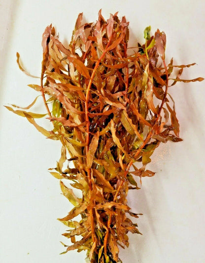 5 x Red Ammannia Nesaea Crassicaulis - RARE Live Aquarium Tropical Fish tank Plants