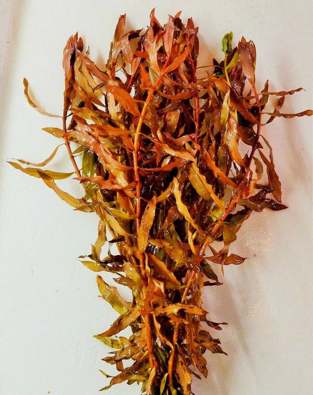 5 x Red Ammannia Nesaea Crassicaulis - RARE Live Aquarium Tropical Fish tank Plants