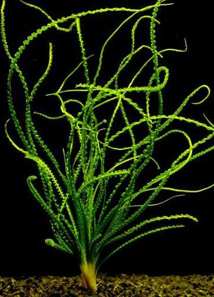 Crinum Calamistratum Bulb Live Aquarium Plant EU Grown Shrimp and Snail Safe