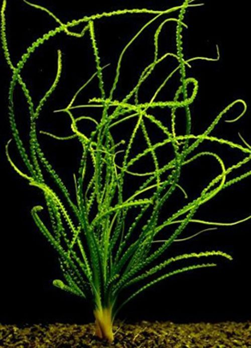 Crinum Calamistratum Bulb Live Aquarium Plant EU Grown Shrimp and Snail Safe
