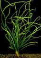 Crinum Calamistratum Bulb Live Aquarium Plant EU Grown Shrimp and Snail Safe