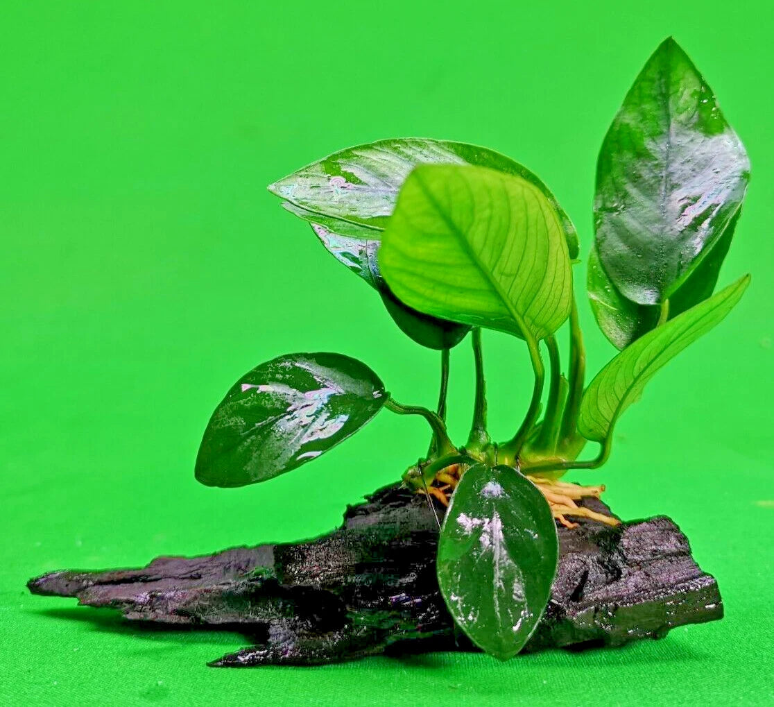 ANUBIAS NANA ON WOOD bogwood Live Aquarium Aquatic Plants driftwood