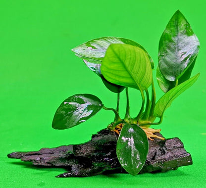 ANUBIAS NANA ON WOOD bogwood Live Aquarium Aquatic Plants driftwood