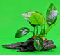 ANUBIAS NANA ON WOOD bogwood Live Aquarium Aquatic Plants driftwood
