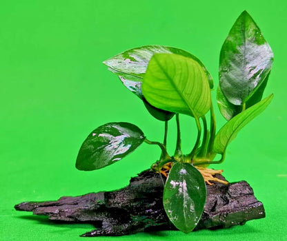 ANUBIAS NANA ON WOOD bogwood Live Aquarium Aquatic Plants driftwood