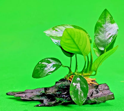 ANUBIAS NANA ON WOOD bogwood Live Aquarium Aquatic Plants driftwood