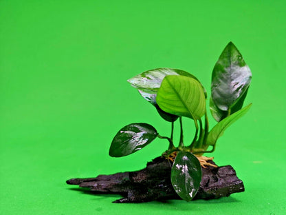 ANUBIAS NANA ON WOOD bogwood Live Aquarium Aquatic Plants driftwood