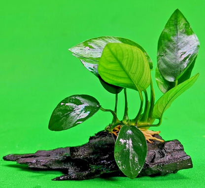 ANUBIAS NANA ON WOOD bogwood Live Aquarium Aquatic Plants driftwood