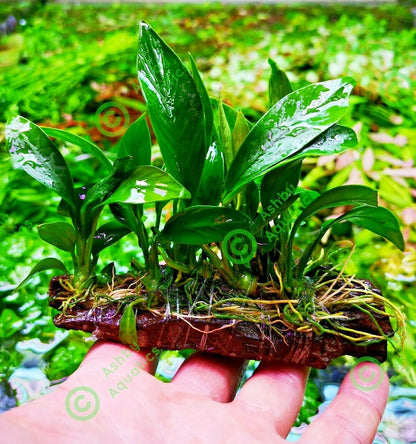 ANUBIAS NANA ON WOOD bogwood Live Aquarium Aquatic Plants driftwood