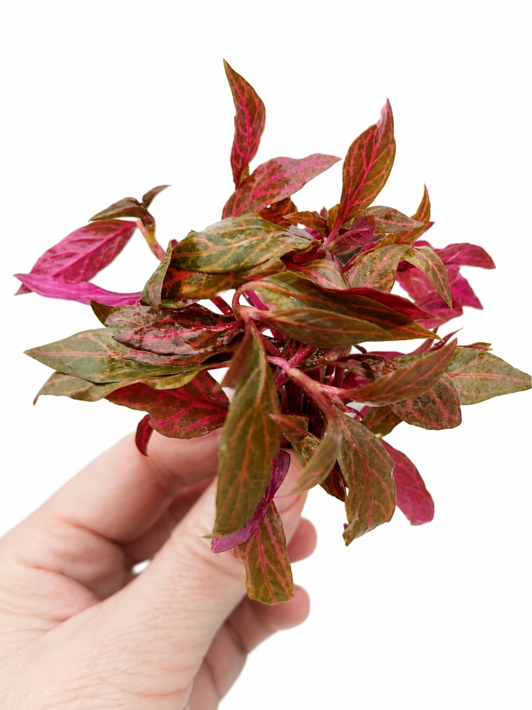 Alternanthera Reineckii Rosanervig removed from a pot