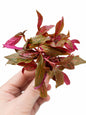 Alternanthera Reineckii Rosanervig removed from a pot