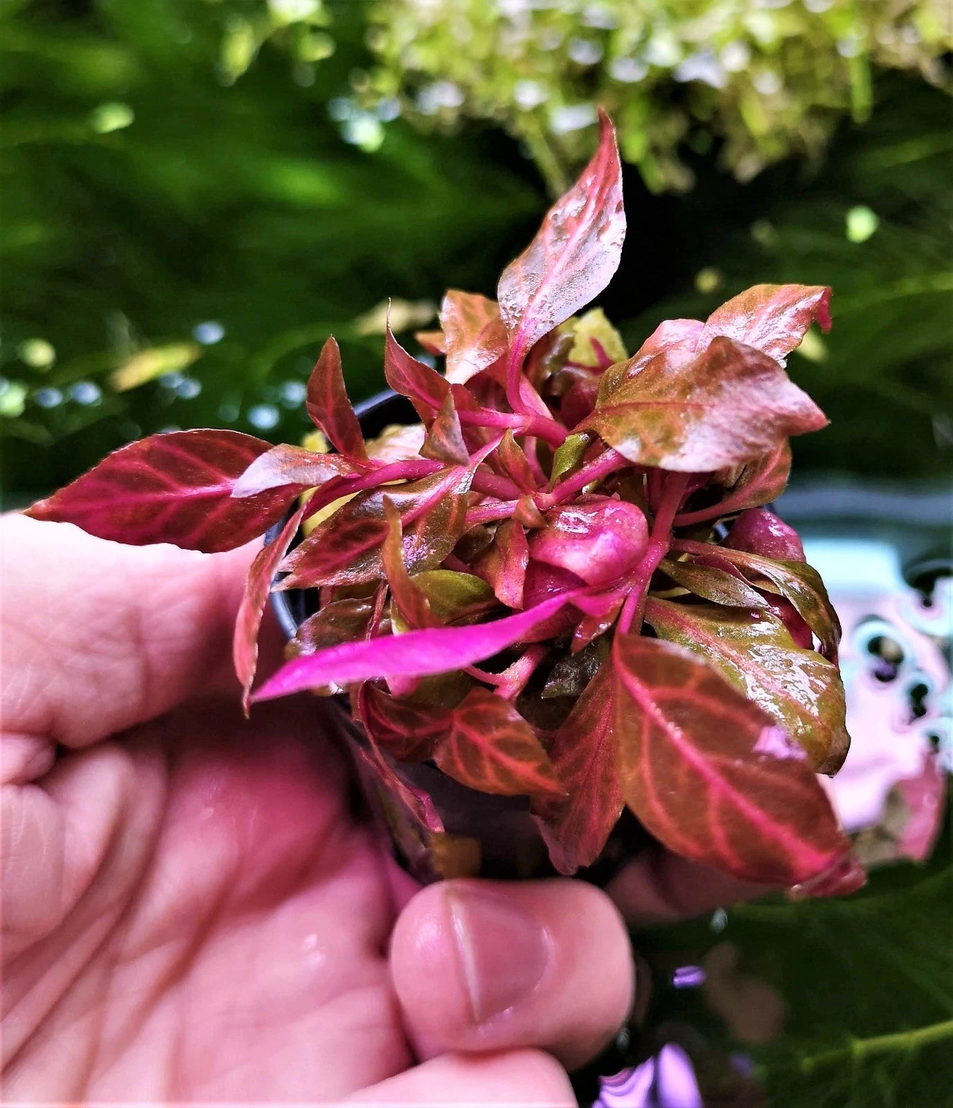 Alternanthera Reineckii Rosanervig in a pot