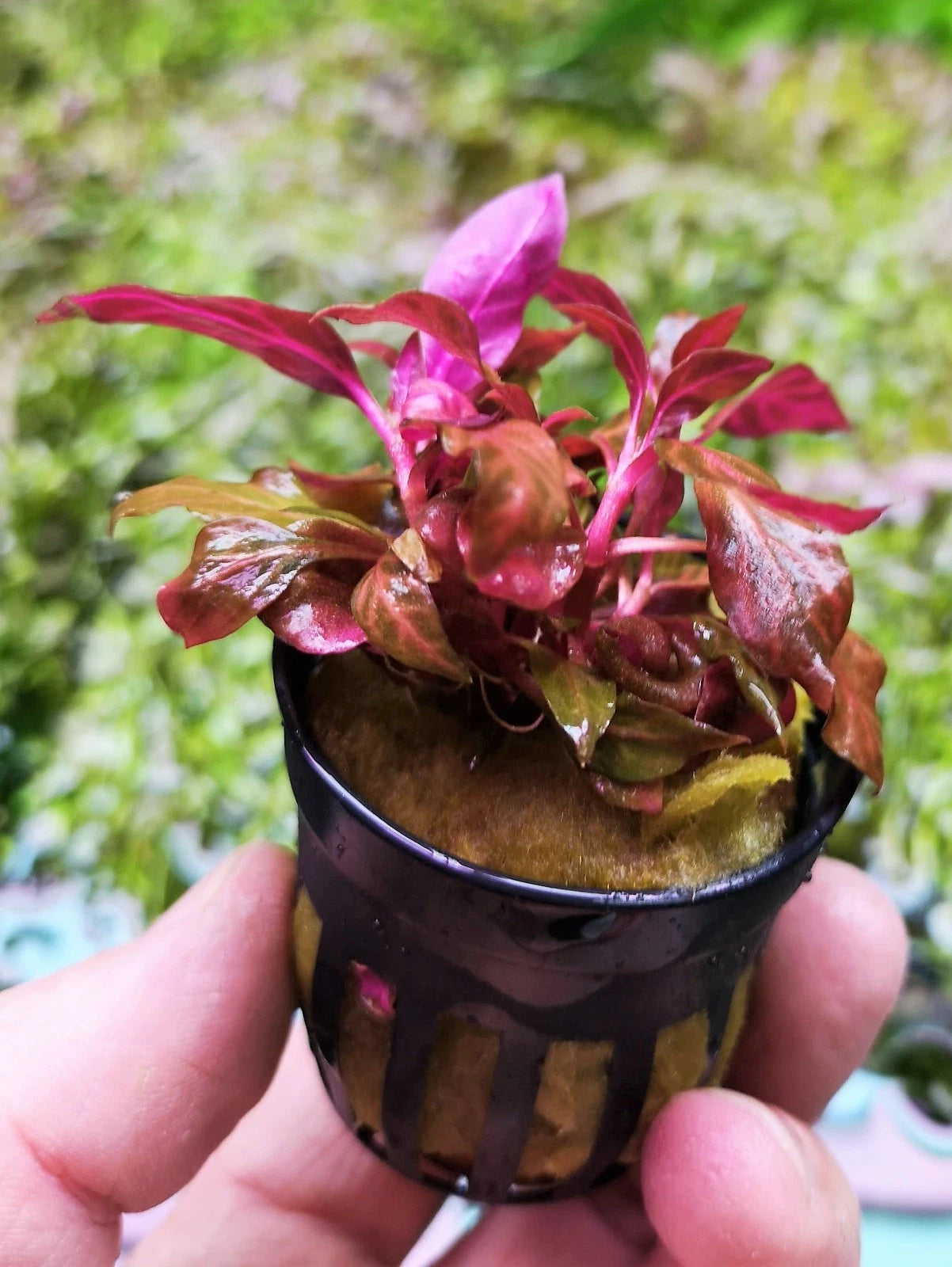 Alternanthera Reineckii Rosanervig in a pot