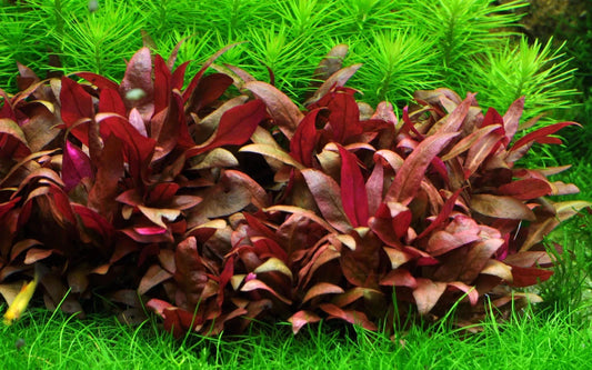 Alternanthera Reineckii x 10 stems Live Aquarium Aquatic Plant Red Fish Tank