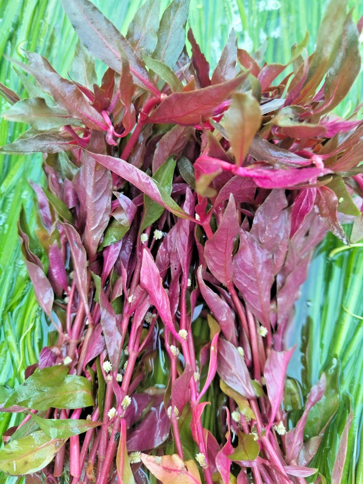 Alternanthera Reineckii x 10 stems Live Aquarium Aquatic Plant Red Fish Tank