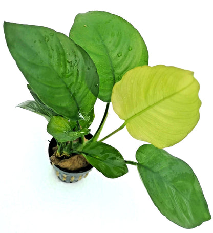Anubias Barteri Broad Leaf – Live Aquarium Plant (10–15cm) – Easy Low Ligh