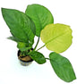 Anubias Barteri Broad Leaf – Live Aquarium Plant (10–15cm) – Easy Low Ligh