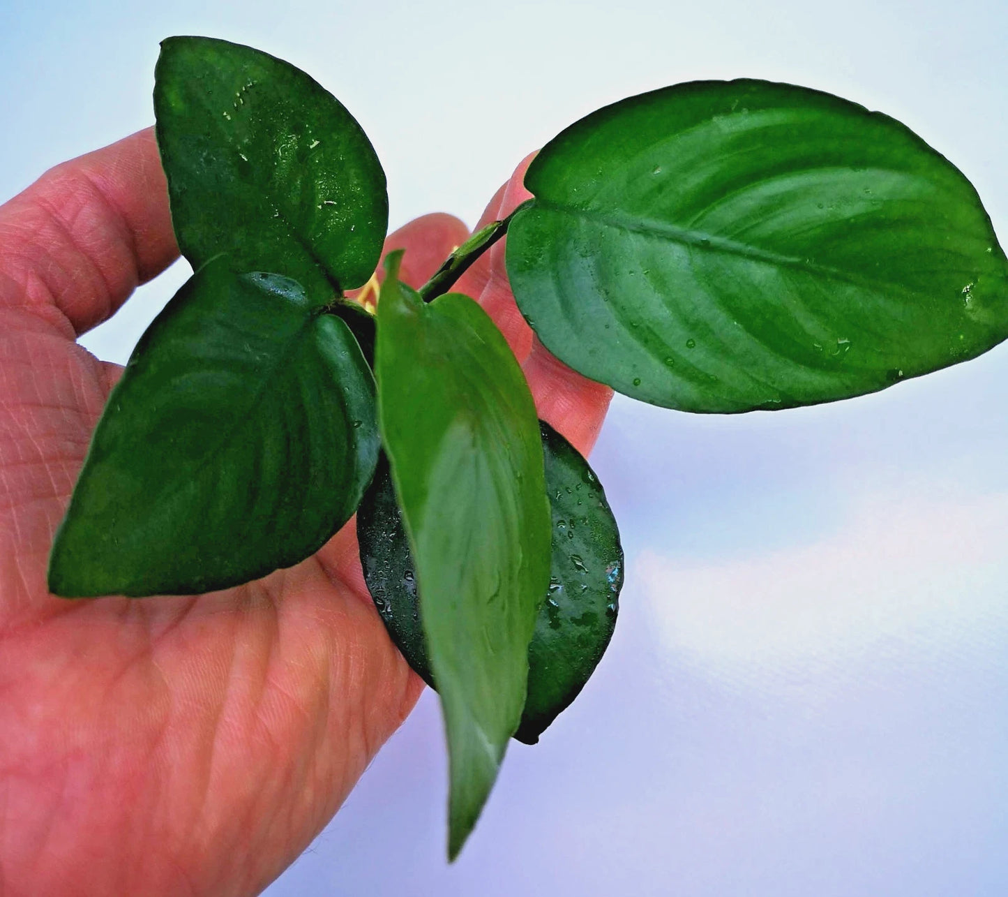 Anubias Barteri Broad Leaf – Live Aquarium Plant (10–15cm) – Easy Low Ligh