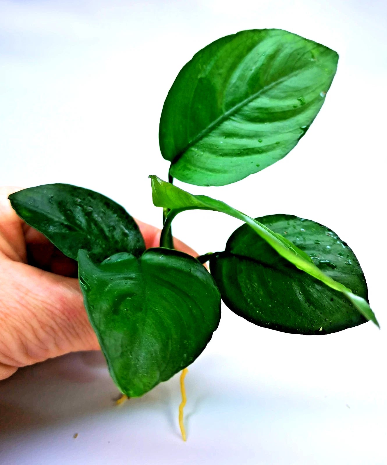 Anubias Barteri Broad Leaf – Live Aquarium Plant (10–15cm) – Easy Low Ligh