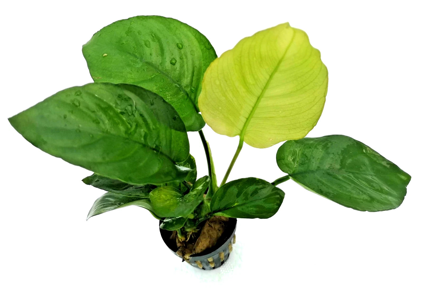 Anubias Barteri Broad Leaf – Live Aquarium Plant (10–15cm) – Easy Low Ligh