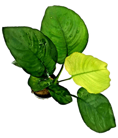 Anubias Barteri Broad Leaf – Live Aquarium Plant (10–15cm) – Easy Low Ligh