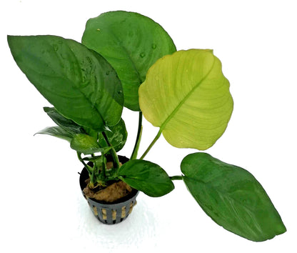 Anubias Barteri Broad Leaf – Live Aquarium Plant (10–15cm) – Easy Low Ligh