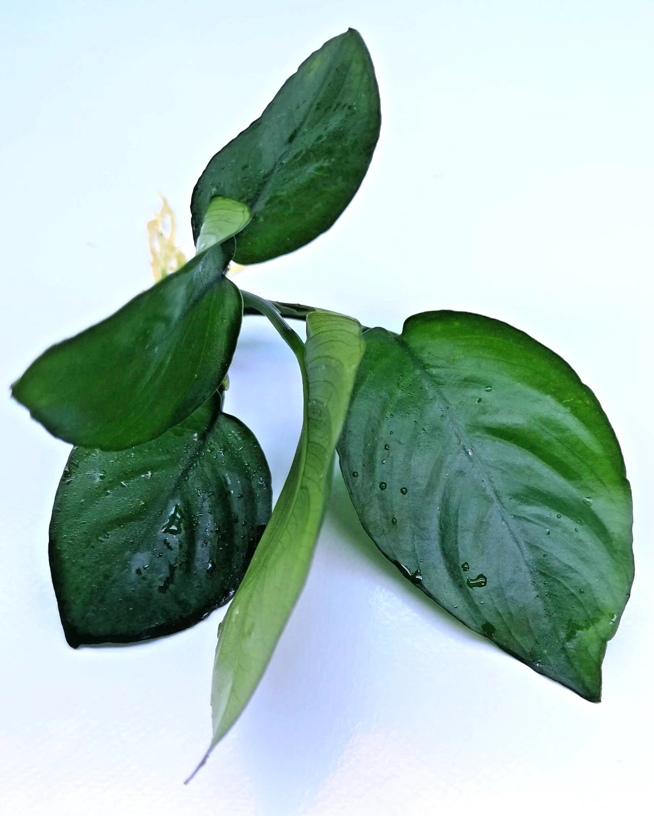 Anubias Barteri Broad Leaf – Live Aquarium Plant (10–15cm) – Easy Low Ligh