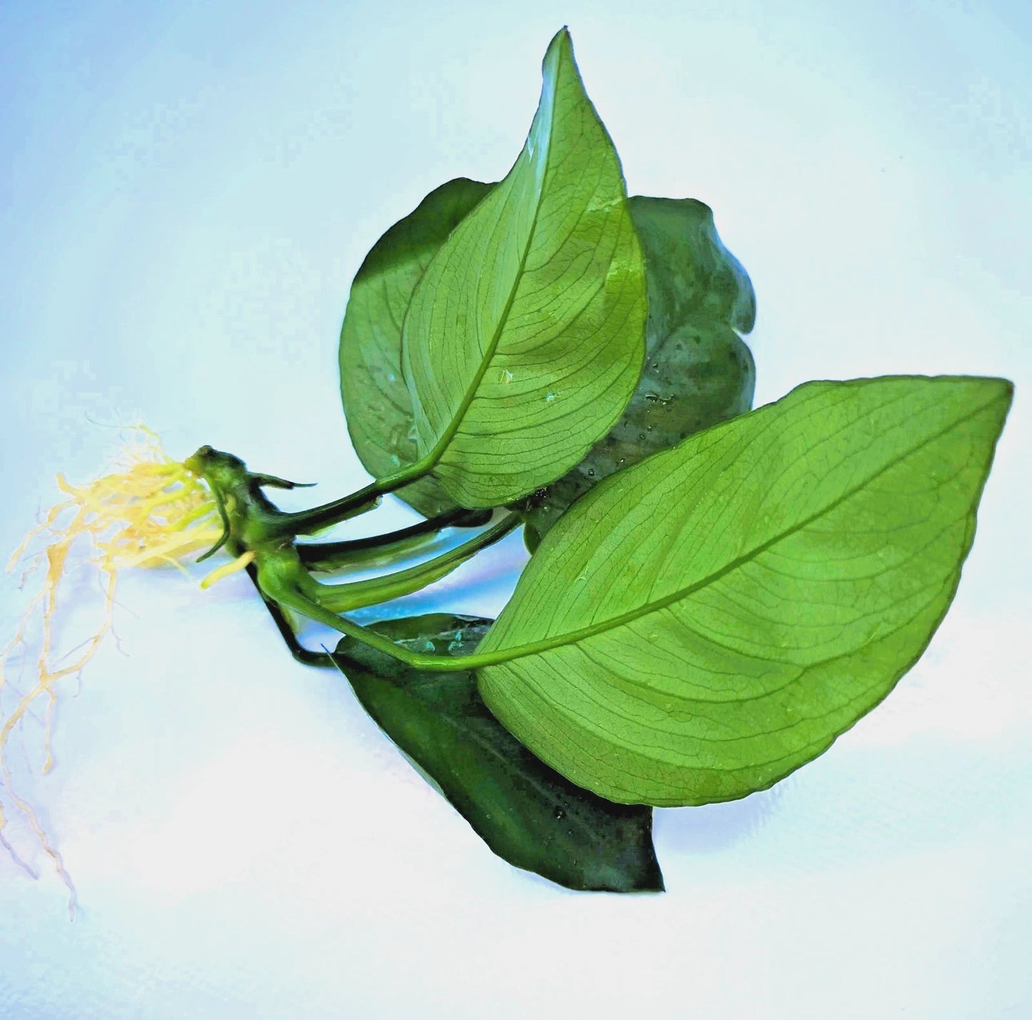 Anubias Barteri Broad Leaf – Live Aquarium Plant (10–15cm) – Easy Low Ligh