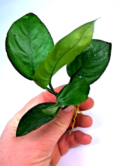 Anubias Barteri Broad Leaf – Live Aquarium Plant (10–15cm) – Easy Low Ligh
