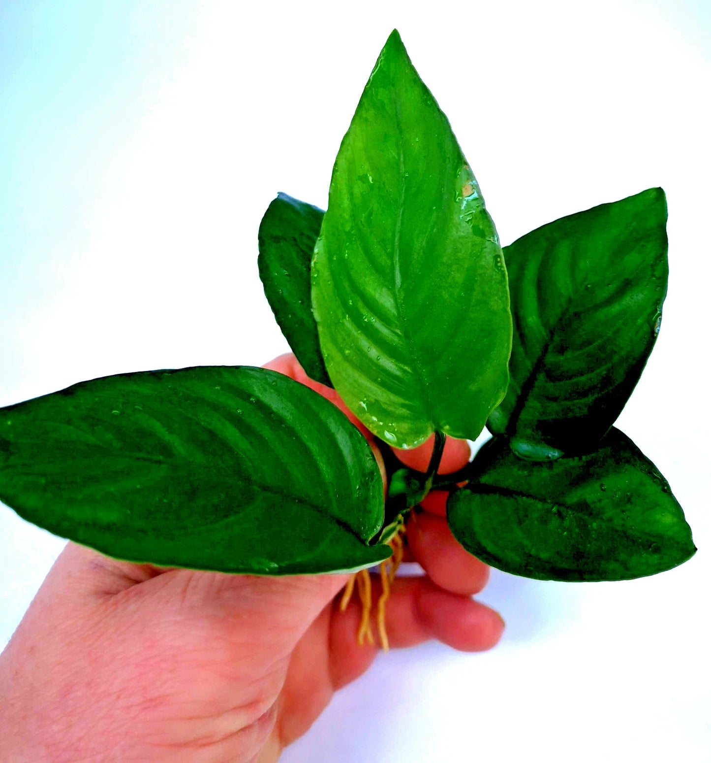 Anubias Barteri Broad Leaf – Live Aquarium Plant (10–15cm) – Easy Low Ligh