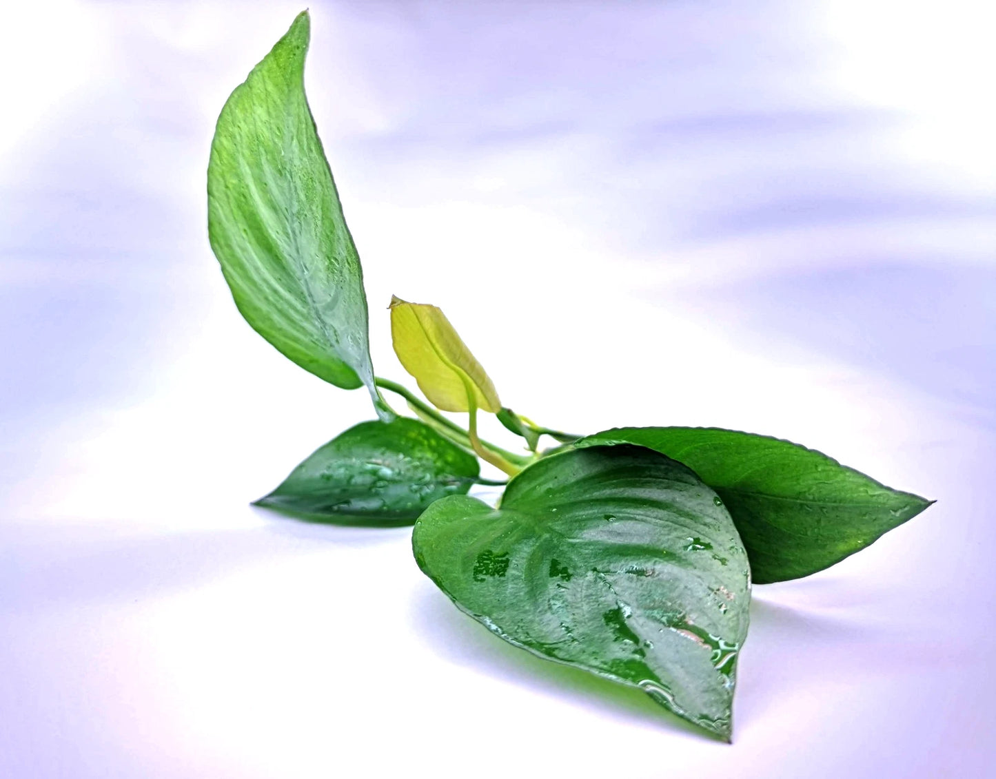 Anubias Barteri Broad Leaf – Live Aquarium Plant (10–15cm) – Easy Low Ligh