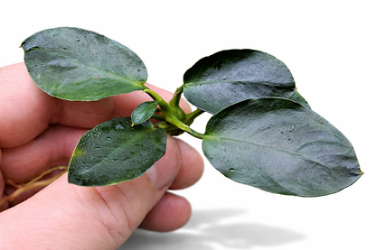 Anubias Barteri Dark Moon Live Aquarium Plant Rare Low Light Fish Tank Aquascape