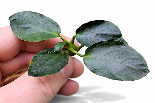Anubias Barteri Dark Moon Live Aquarium Plant Rare Low Light Fish Tank Aquascape