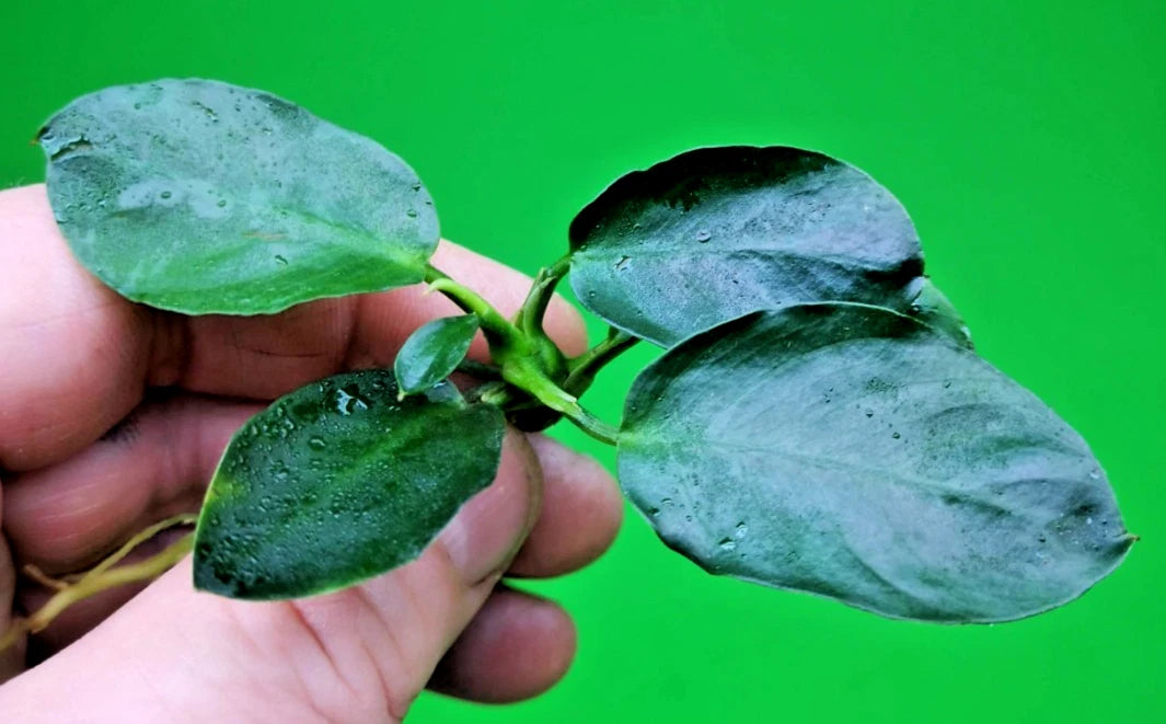 Anubias Barteri Dark Moon Live Aquarium Plant Rare Low Light Fish Tank Aquascape