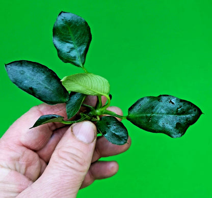 Anubias Barteri Dark Moon Live Aquarium Plant Rare Low Light Fish Tank Aquascape