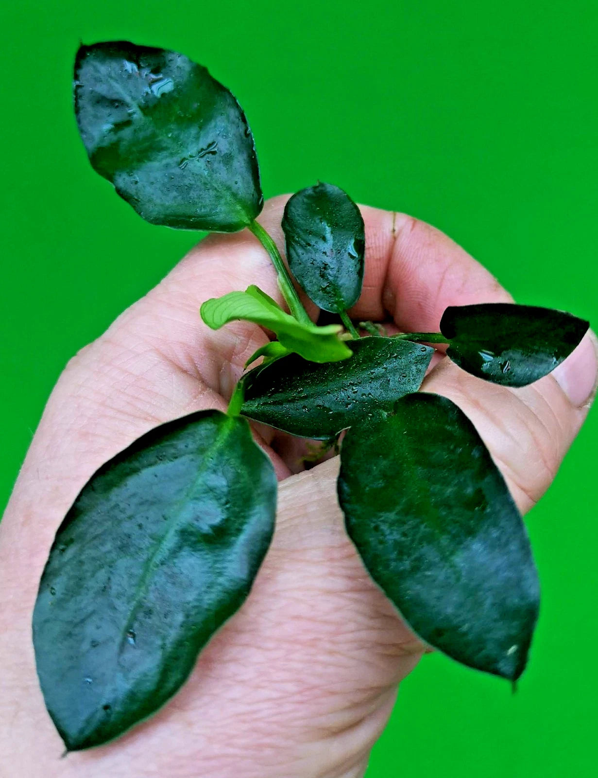Anubias Barteri Dark Moon Live Aquarium Plant Rare Low Light Fish Tank Aquascape