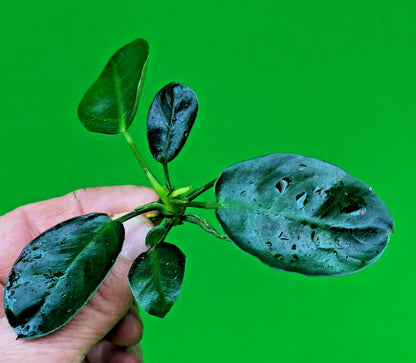 Anubias Barteri Dark Moon Live Aquarium Plant Rare Low Light Fish Tank Aquascape