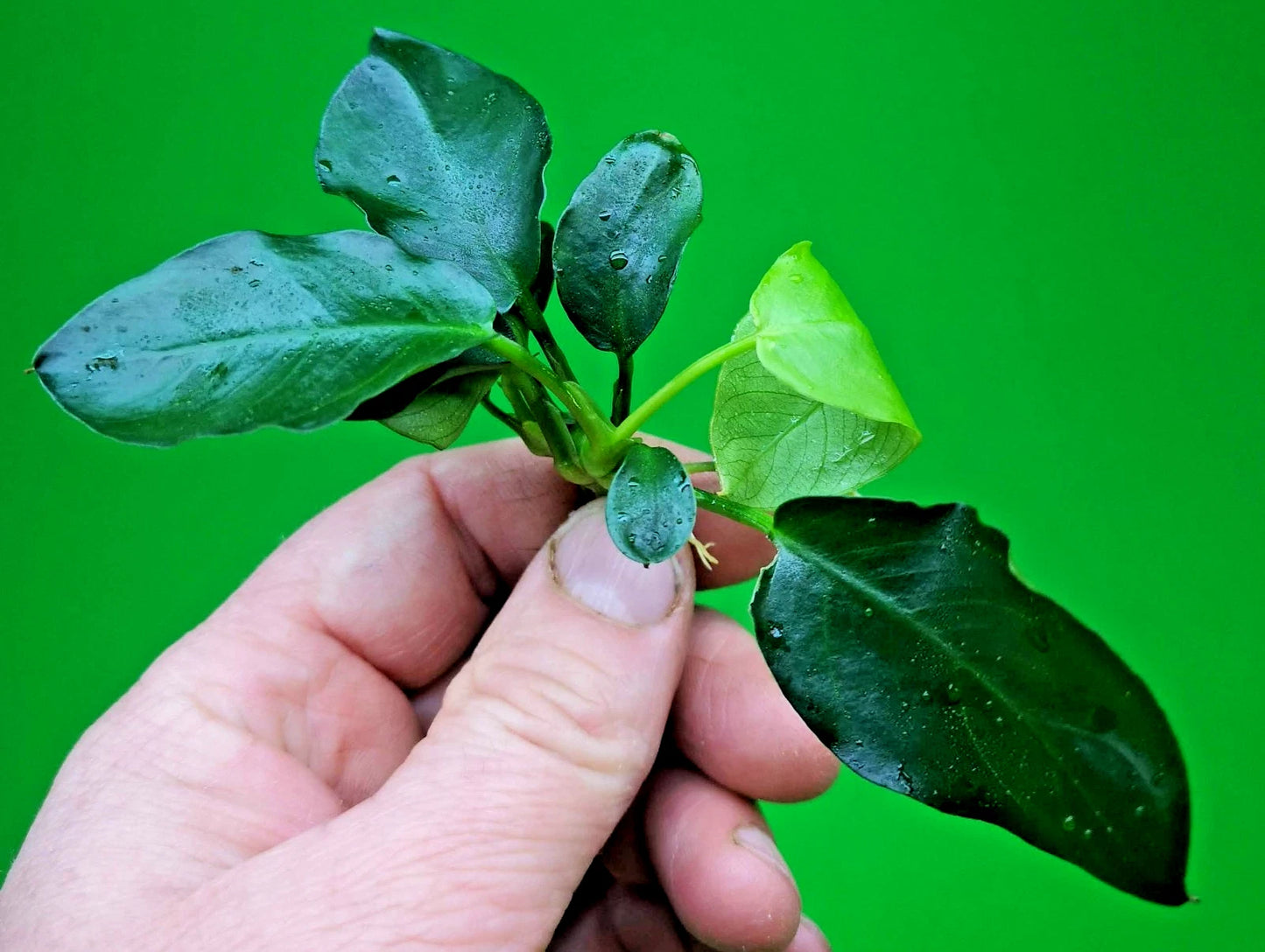 Anubias Barteri Dark Moon Live Aquarium Plant Rare Low Light Fish Tank Aquascape
