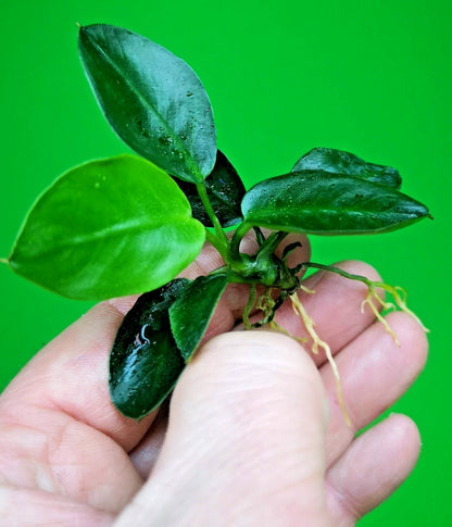 Anubias Barteri Dark Moon Live Aquarium Plant Rare Low Light Fish Tank Aquascape