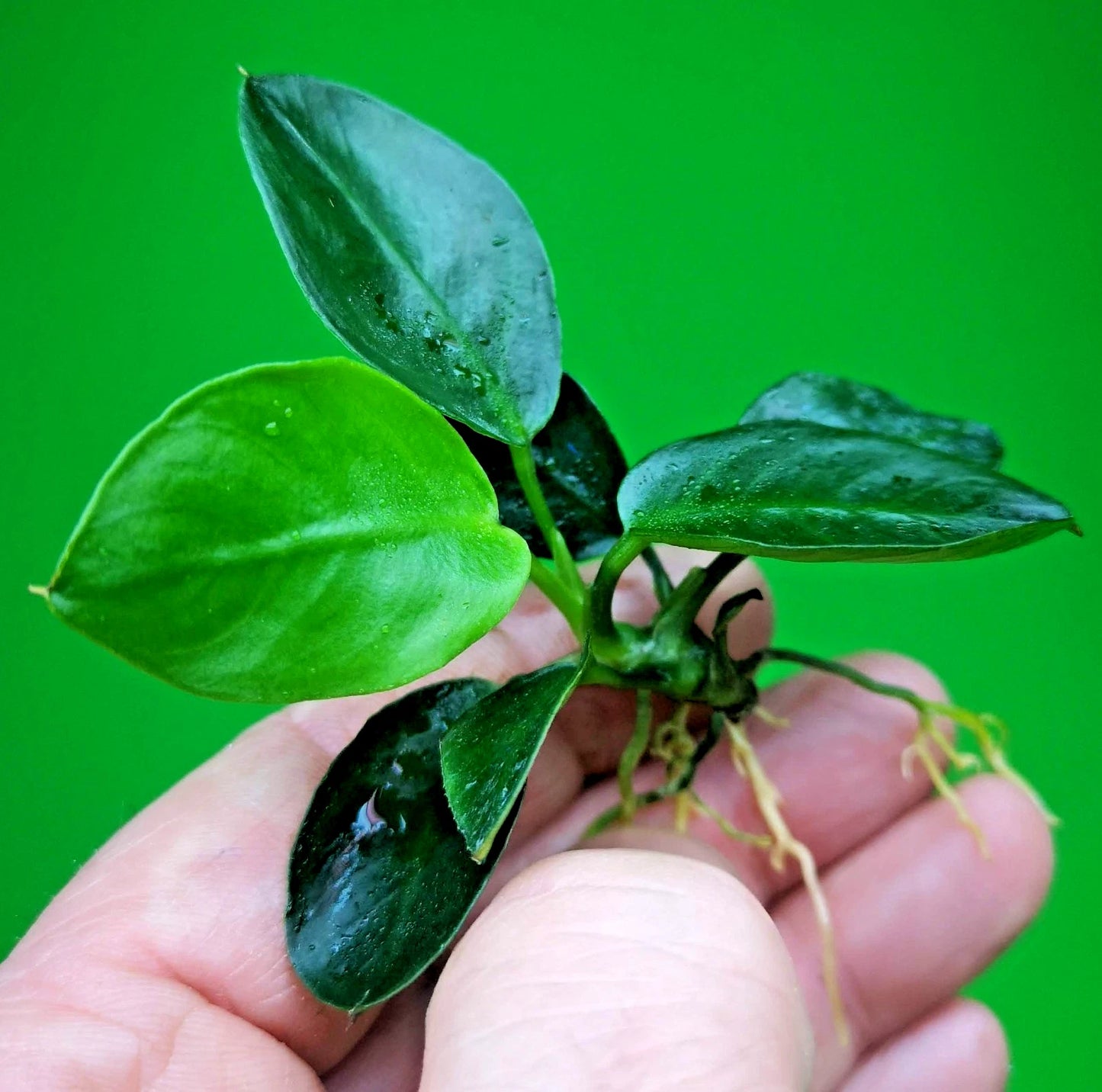 Anubias Barteri Dark Moon Live Aquarium Plant Rare Low Light Fish Tank Aquascape