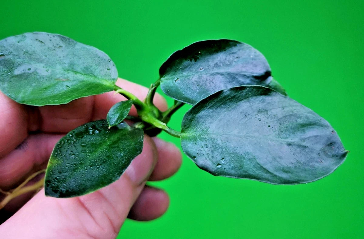 Anubias Barteri Dark Moon Live Aquarium Plant Rare Low Light Fish Tank Aquascape