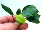 Anubias Nana Live Aquarium Plant Easy Hardy Low Light Aquascape Plant
