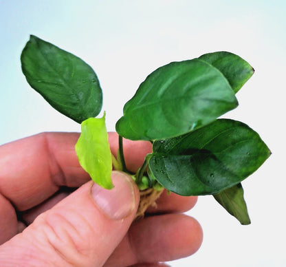 Anubias Nana Live Aquarium Plant Easy Hardy Low Light Aquascape Plant